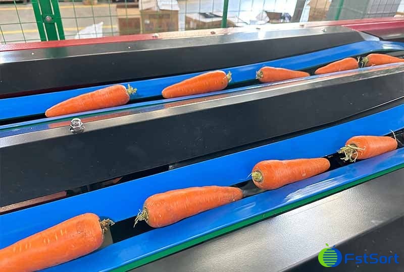 carrot size grader.jpg carrot size grader.jpg